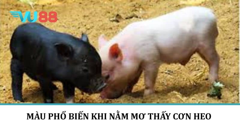 Màu phổ biến khi nằm mơ thấy con heo