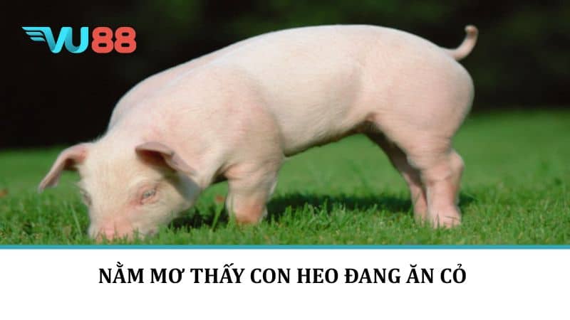 Nằm mơ thấy con heo đang ăn cỏ