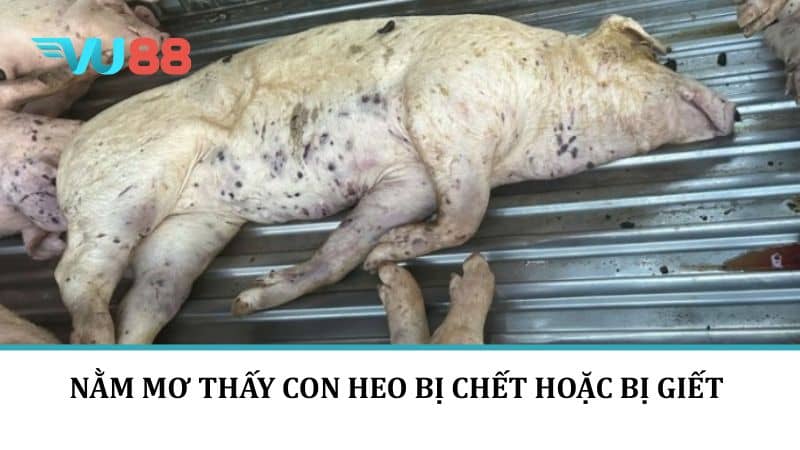 Nằm mơ thấy con heo bị chết hoặc bị giết