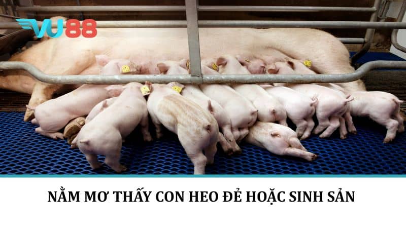 Nằm mơ thấy con heo đẻ hoặc sinh sản